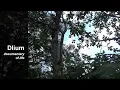 Common red stem fig Ficus variegata - part 3