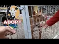 VILLALOBOS PITBULL AND PAROLEES RESCUE CENTER Tour and Dog Walk