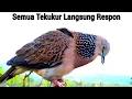 Suara Burung Tekukur Gacor Terbaru 2024 Paling Top Untuk Pikat Dan Masteran