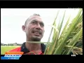 Download Lagu PENEN PADI MENUJU SWASEMBADA PANGAN KAB MALANG 2018 JAWA TIMUR DALAM BERITA TVRI \u0026 BPTP JATIM PART 1
