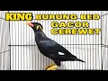 Download Lagu KING BURUNG BEO GACOR \u0026 CEREWET ‼️