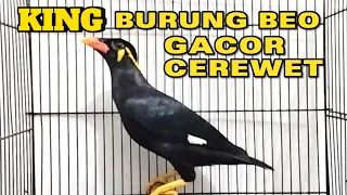king of the bird gacor u0026 carewet 