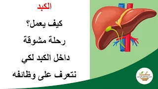                            كيف يعمل الكبد   تفاصيل دقيقة جدا   فيديو مشوق دندنها