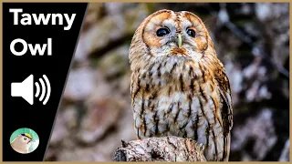 Tawny Owl Sounds 