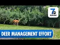 Aurora and East Aurora to Start Deer Management Program
