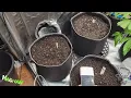 How to Light Cannabis - the ONLY 2 measurements that matter for indoor LED grow lights