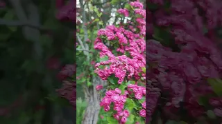 Sortes صباح الورد ازهار الربيع طبيعة يوميات سورية في هولندا 