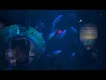 Bluefish s Underwater New York Giant Touc own