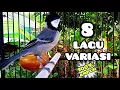 Download Lagu Gelatik batu gacor wucit 8 variasi. Great tit. Singing birds. Parus Major. 大山雀. กระจอก