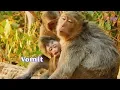 Download Lagu Million pity! Poor baby monkey Lola vomit after head trauma by falling down from high tree