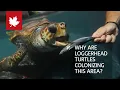 Why are loggerhead turtles colonizing this area
