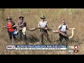 Huge python caught in Big Cypress using radio tracking