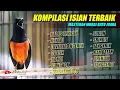 Download Lagu KOMPILASI ISIAN TERBAIK MURAI BATU JAWARA | shama bird song