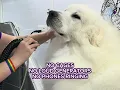 Vanity Fur Difference