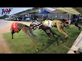 Australian racing greyhounds - Dog race