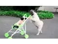 Funny dogs gif 2-gif cani divertenti