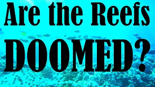 why are the coral reefs dying