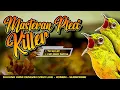 Download Lagu MASTERAN PLECI KILLER DISERTAI TERAPI AIR MENGALIR DAN CALL PLECI BETINA #masteranpleci #plecimania