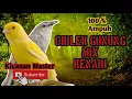 Download Lagu Masteran ciblek gunung mix kenari