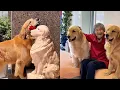 Download Lagu 毛毛想念天堂的母亲~❤️#聪明旺豆豆