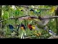 Download Lagu Suara pikat burung ribut dijamin ampuh 100% || Khusus burung hijau ❗❗