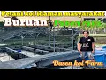Download Lagu Harga langsung petani‼️Baru panen petani koi idaman ini ‼️dasen koi Farm
