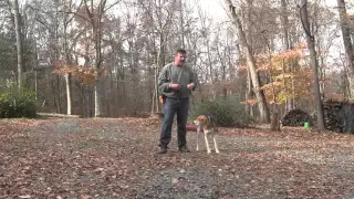 Molly Treeing Walker Coonhound Puppy Training - Winston Salem NC