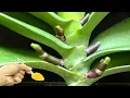 Download Lagu Strooi 1 lepel! Zwakke orchideeën krijgen direct nieuwe wortels en bloemen.