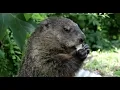 Punxsutawney