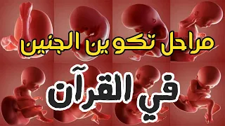 مراحل تكوين الجنين في القرآن الكريم 