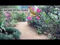60 Years of Finch Keeping