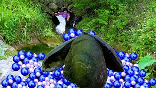😱The girl discovered a giant clam with high-quality colored pearls inside, so beautiful and charming