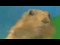 Squirrel Shock - No Copyright Gif