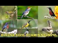 Download Lagu 🔴Mp3 burcil ribut untuk pikat anti zonk