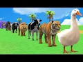 Lagu Long Slide Game with Cow Elephant Gorilla Hippopotamus Tiger 3d Animal Game Funny 3d Animals