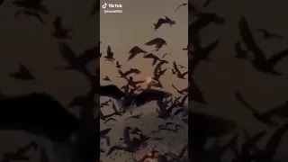 نغمات أم كلثوم حالات واتس أب  نغمات أم كلثوم حالات واتس أب