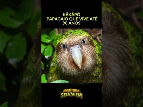 Kākāpō - O Papagaio Que Vive Até 90 Anos #Kakapo, #AnimaisRaros, #EmExtincao, #VidaSelvagem