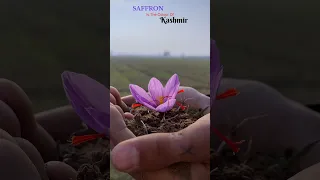Saffron The Color Of Kashmir Kashmir Reelsinstagram Saffron Shorts Youtubeshorts 10k Nature 