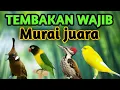 Lagu MASTERAN MURAI TEMBAKAN MEWAH FULL ISIAN 
