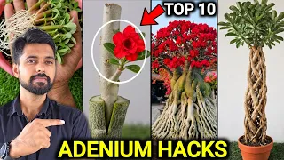 My 10 Adenium Hacks You Must know | Adenium DIY