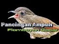 Download Lagu Pancingan ampuh burung flamboyan langsung Nyaut 