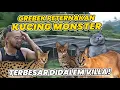 Download Lagu GAK MASUK AKAL! GREBEK PETERNAKAN KUCING HUTAN TERBESAR DIDALEM VILLA! #AudreyA #KINGOFTHEJUNGLE