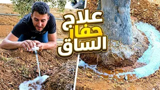 دليلك الشامل للقضاء على جميع انواع حفارات الساق في جميع الأشجار 🌳🌴🌲