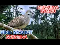 Lagu SYAHDU-Perkutut Suara Hutan Gacor Adem Banget