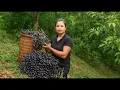 Download Lagu CEO harvests canarium fruit to cook traditional dishes .