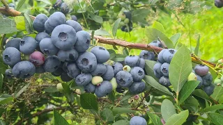           بلوبیری دندنها