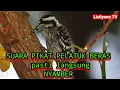 Download Lagu TERBAIK || suara pikat PELATUK BERAS ribus dan jernih