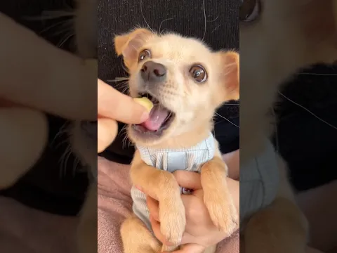 I can’t get enough of those chomps 😭❤️