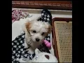 maltese and cocker spaniel mix puppy