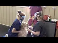 Alumna designs clinical experience for pre-veterinary medicine majors